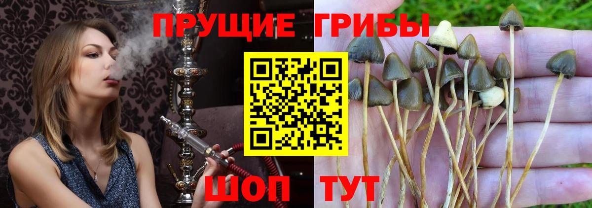 Галлюциногенные грибы прущие грибы  что такое наркотик  Вход с VPN  Лесосибирск  Псилоцибиновые грибы ЛСД 